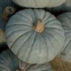 Zucca piacentina e cappello del. prete