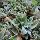 Mazzetto di erbe aromatiche