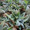 Mazzetto di erbe aromatiche