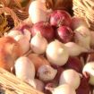 Cipolle