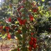 Pomodorini (datterini / fragolini/ ciliegini)