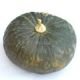 Zucca delica