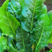 Erbe da cuocere (erbette, coste, radicchio di campo)