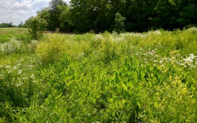 Biodiversità