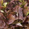 Insalata