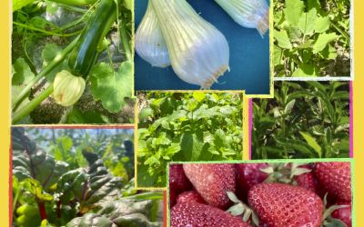Il cestino picnic di domenica 19 maggio
